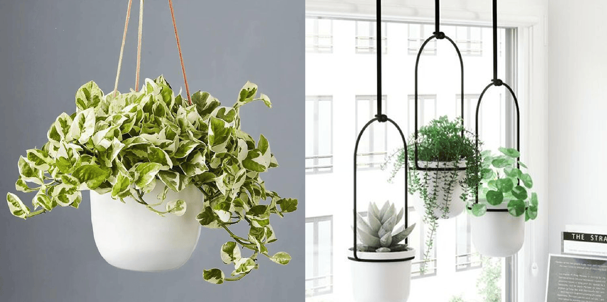 hanging plant stand